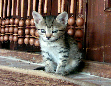 klein karo